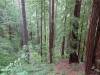 135 - 20210529 Portola Redwood SP