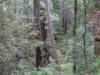 143 - 20210529 Portola Redwood SP