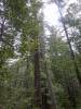 144 - 20210529 Portola Redwood SP