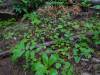 145 - 20210529 Portola Redwood SP