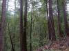 146 - 20210529 Portola Redwood SP