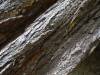 148 - 20210529 Portola Redwood SP