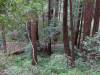 149 - 20210529 Portola Redwood SP
