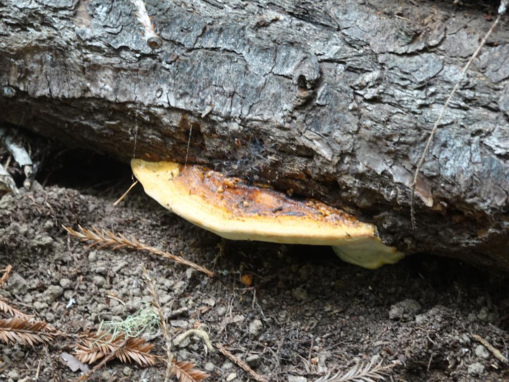 120 - 20210529 Portola Redwood SP