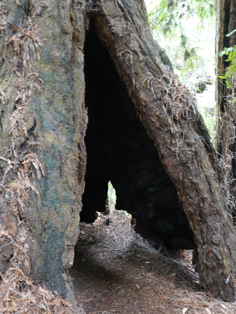 121 - 20210529 Portola Redwood SP