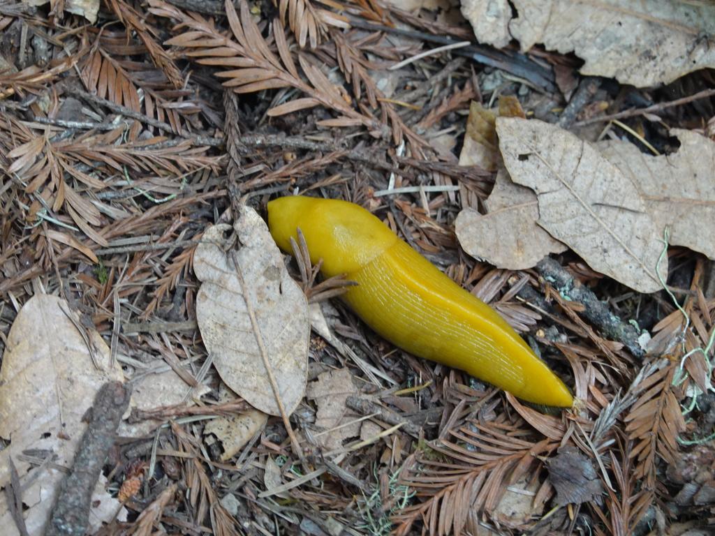 124 - 20210529 Portola Redwood SP