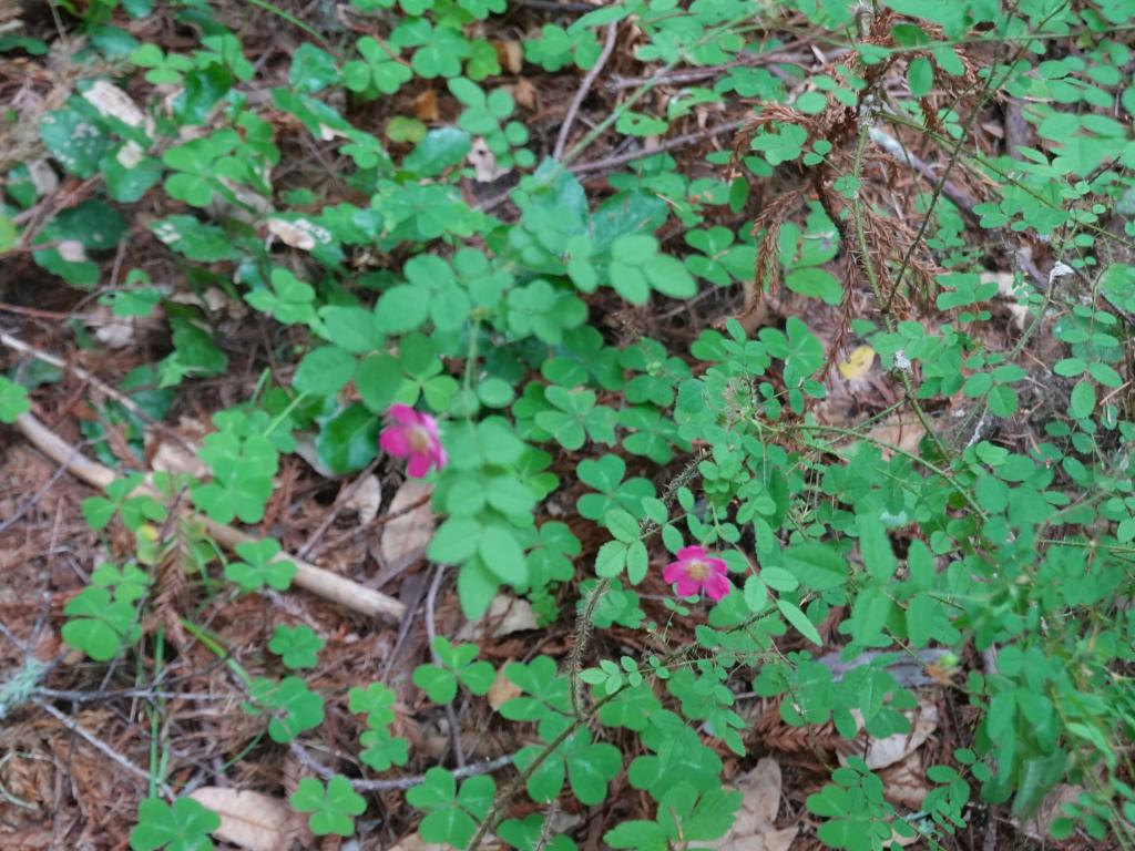132 - 20210529 Portola Redwood SP