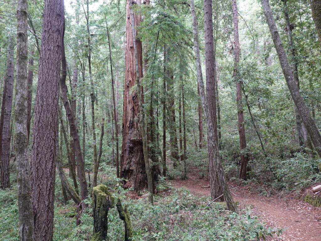 133 - 20210529 Portola Redwood SP