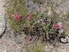 338 - 20210716 Kings Canyon Alta To Silliman