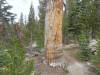 492 - 20210716 Kings Canyon Alta To Silliman