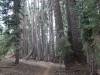 497 - 20210716 Kings Canyon Alta To Silliman