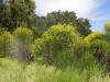 306 - 20220506 Quicksilver County Park