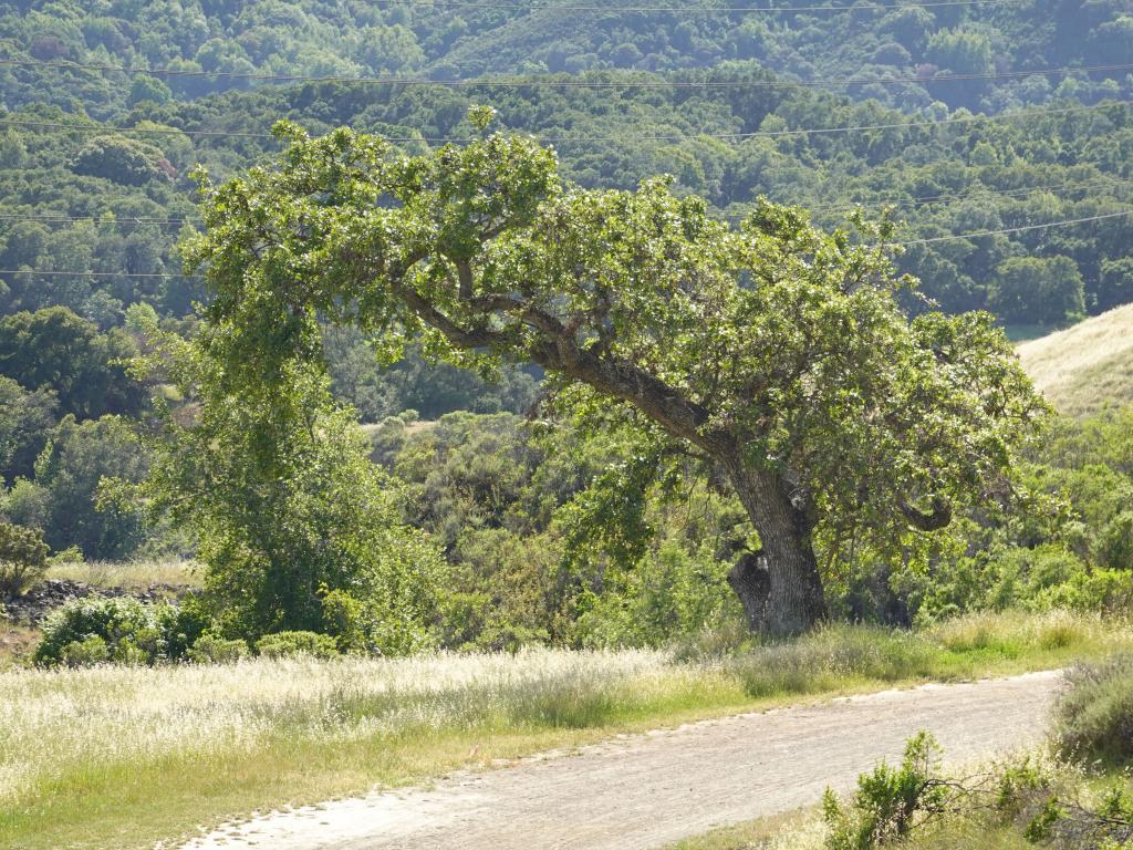 322 - 20220506 Quicksilver County Park