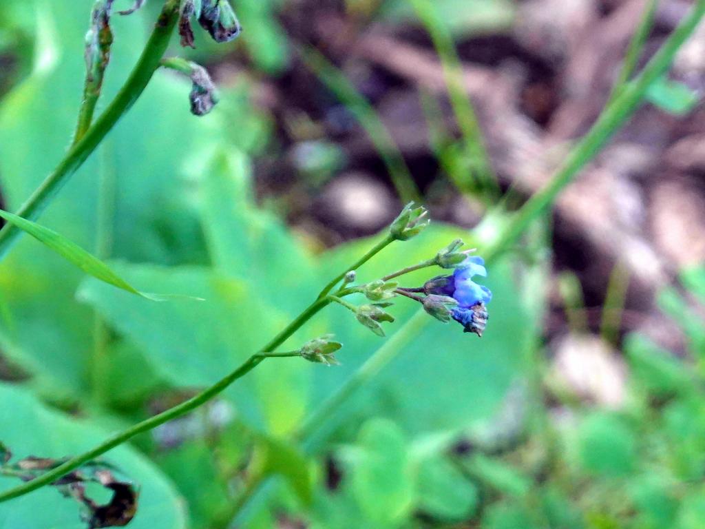 106 - 20230404 Hidden Villa Wildflowers SONY