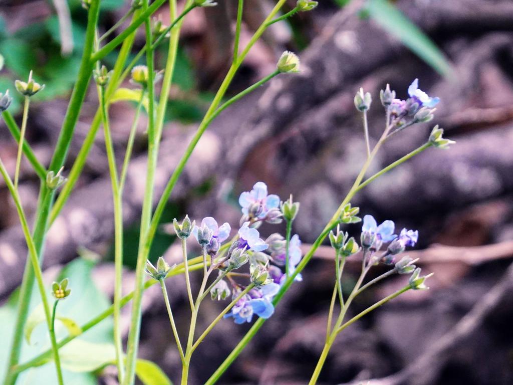 109 - 20230404 Hidden Villa Wildflowers SONY