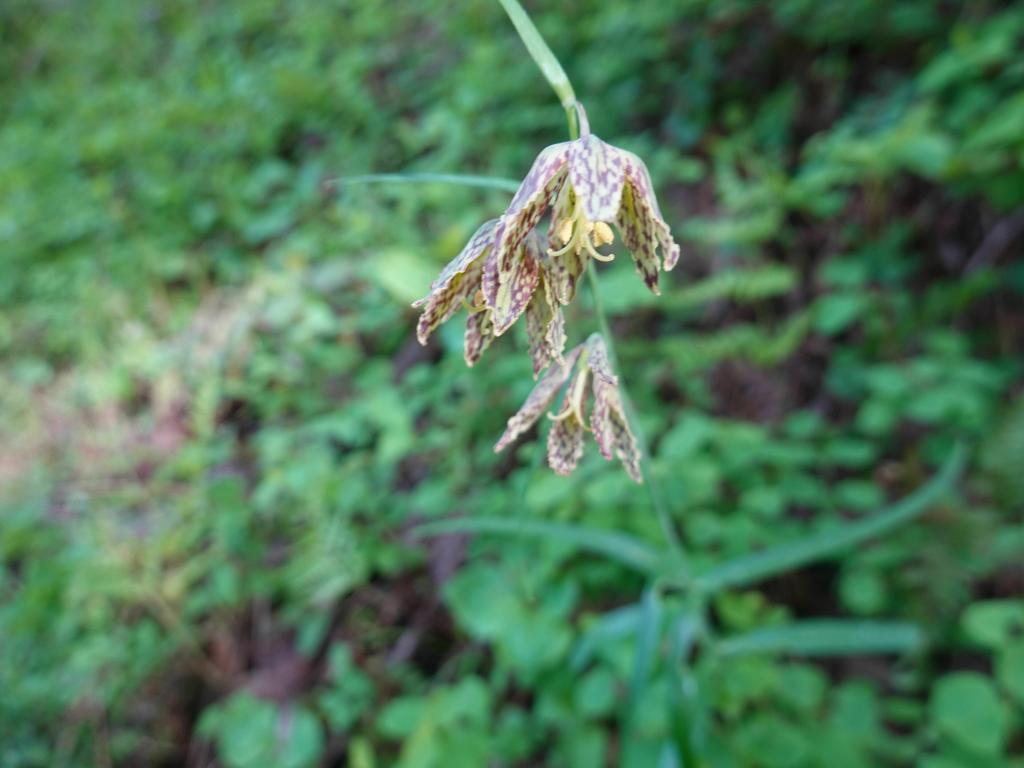 113 - 20230404 Hidden Villa Wildflowers SONY