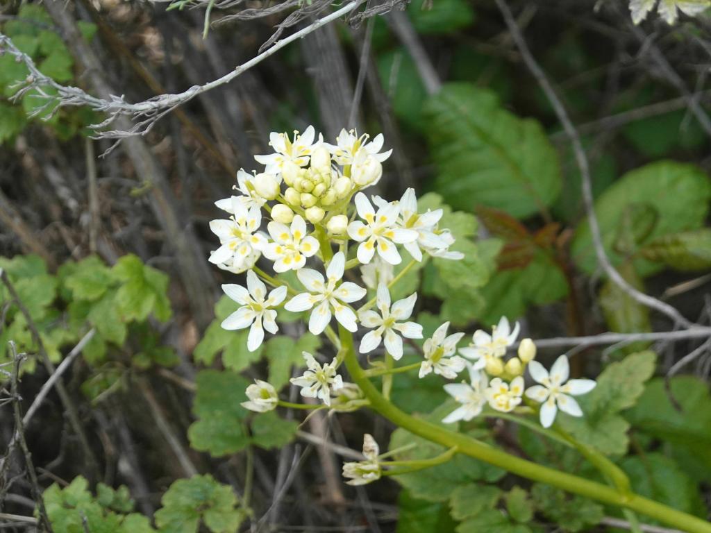 114 - 20230404 Hidden Villa Wildflowers SONY