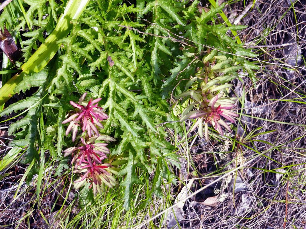 115 - 20230404 Hidden Villa Wildflowers SONY