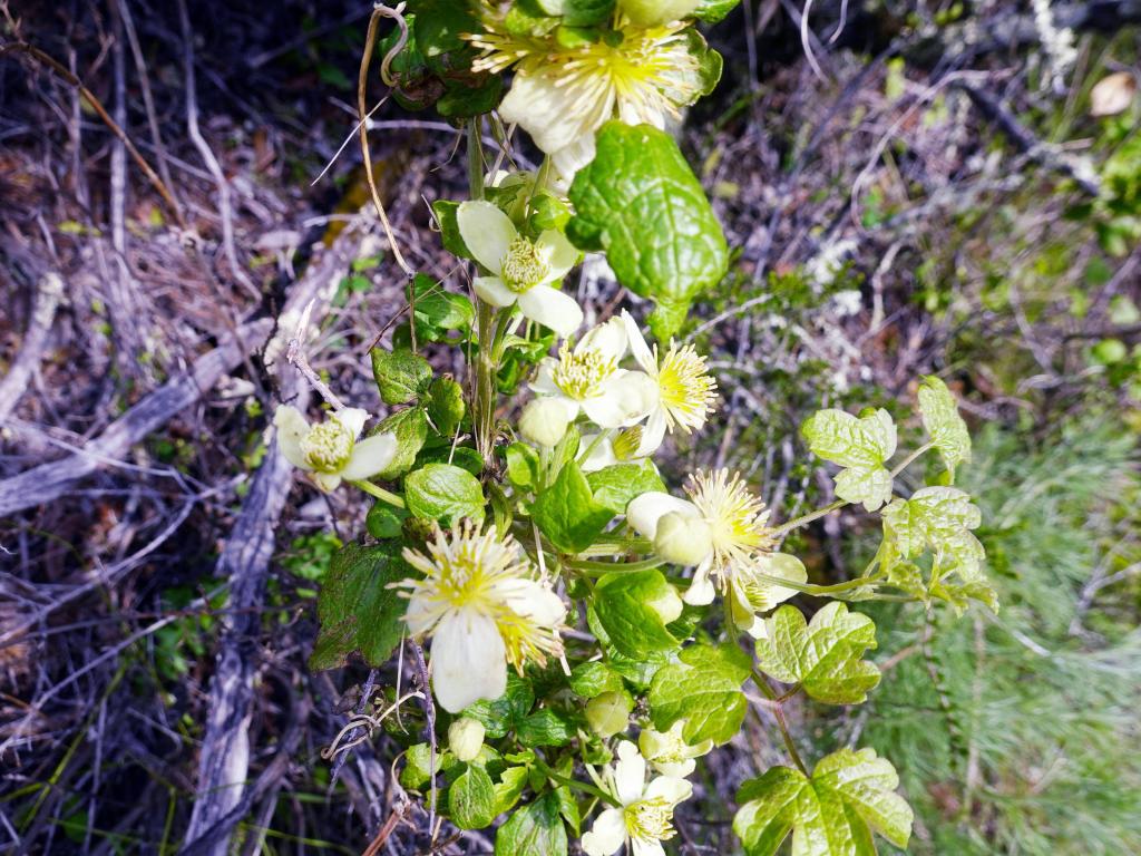 116 - 20230404 Hidden Villa Wildflowers SONY