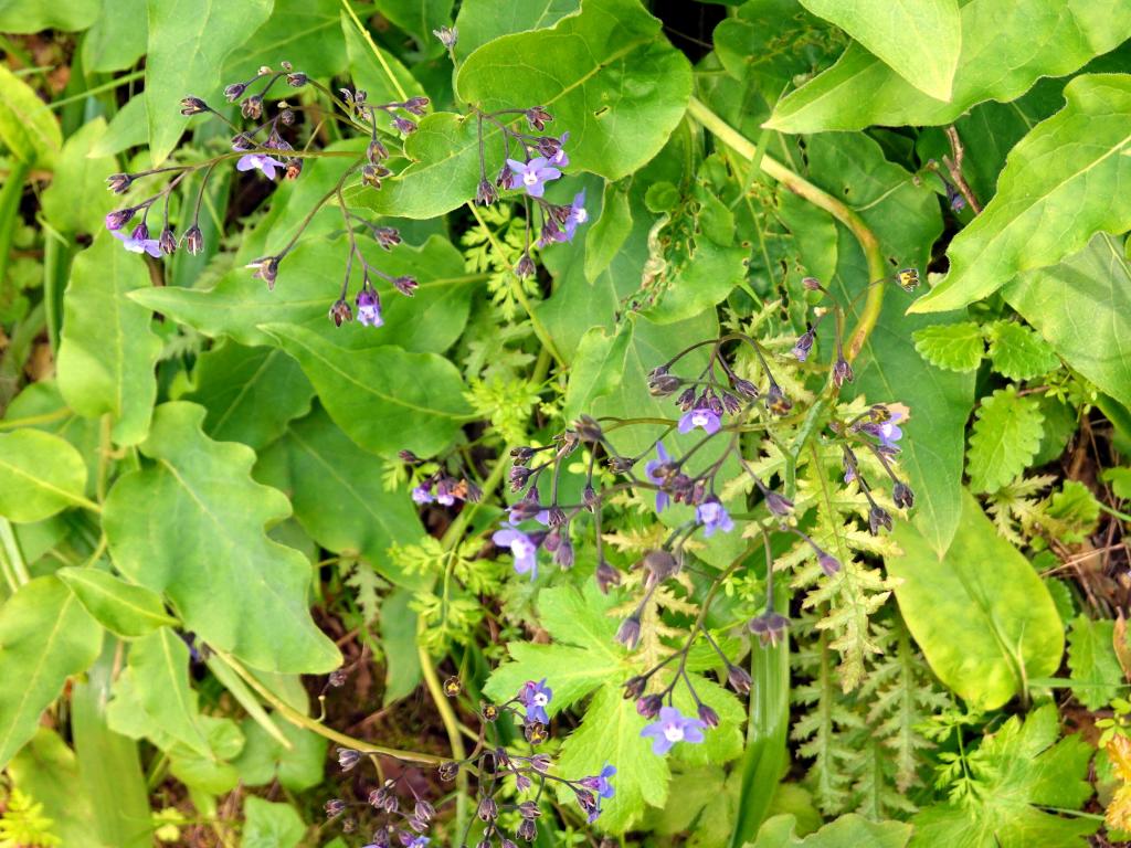 120 - 20230404 Hidden Villa Wildflowers SONY