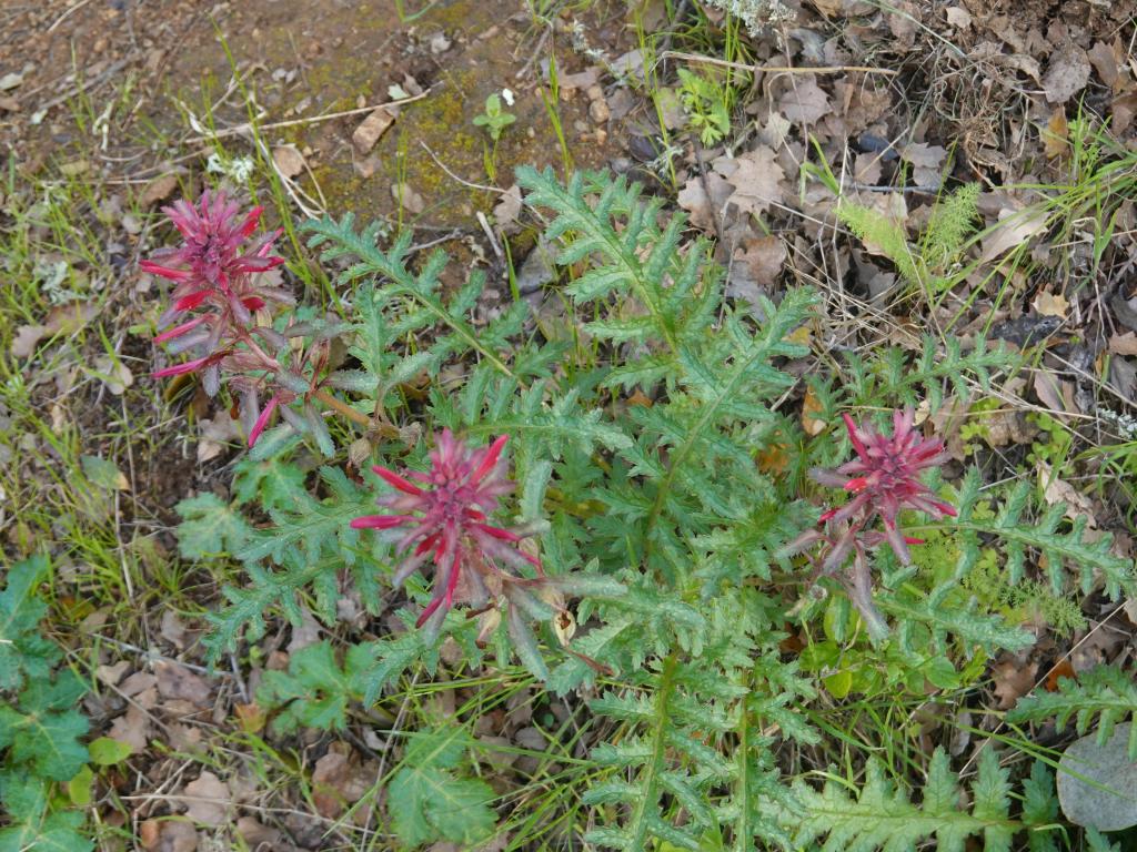 129 - 20230404 Hidden Villa Wildflowers SONY