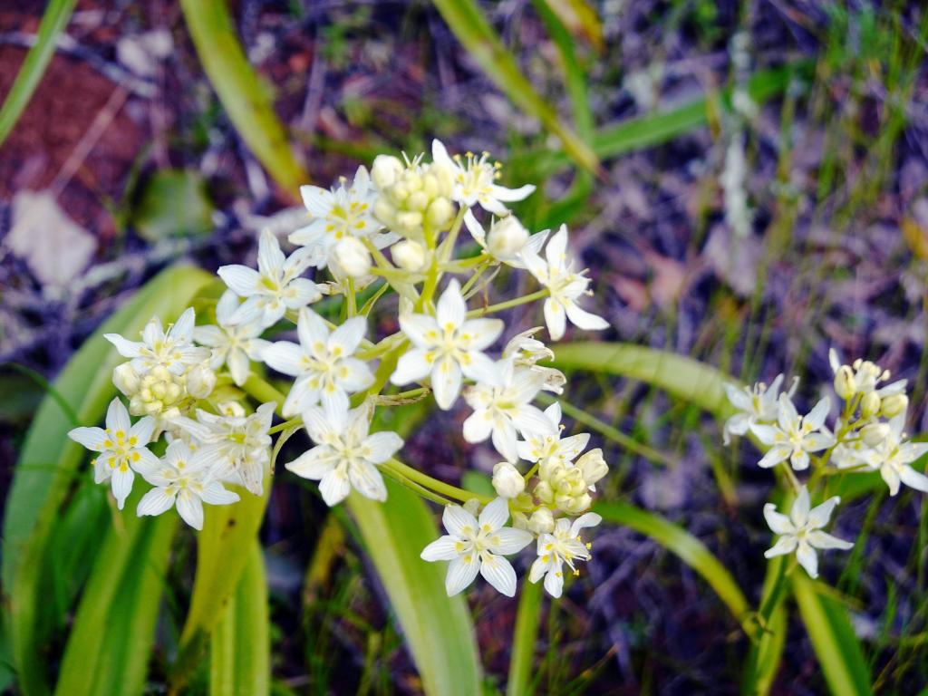 131 - 20230404 Hidden Villa Wildflowers SONY