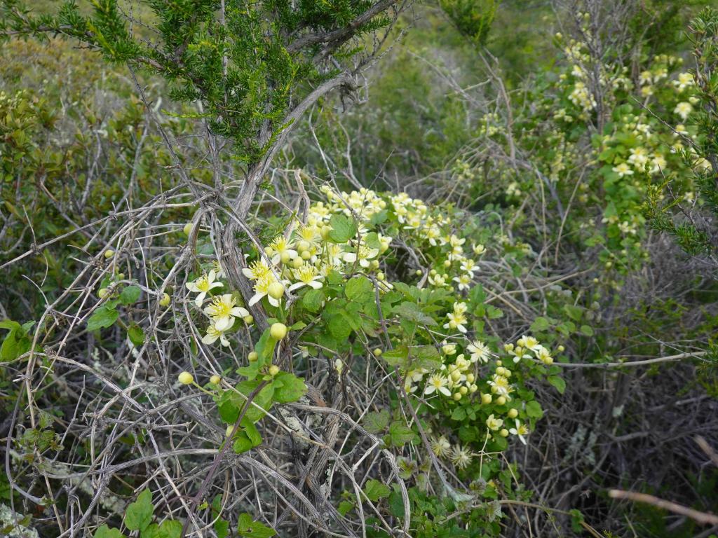 134 - 20230404 Hidden Villa Wildflowers SONY