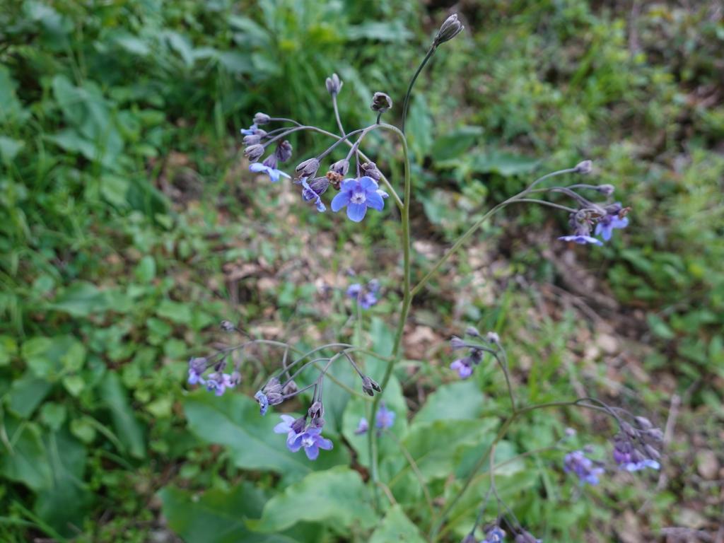 143 - 20230404 Hidden Villa Wildflowers SONY