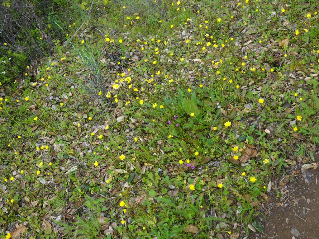 148 - 20230404 Hidden Villa Wildflowers SONY