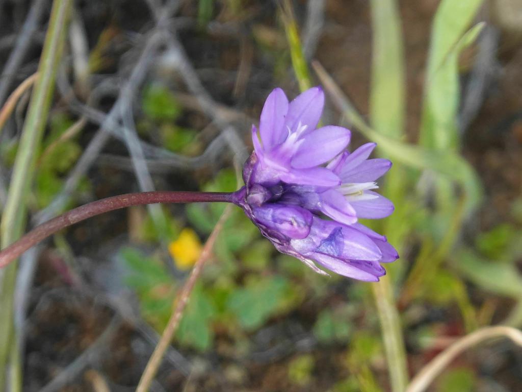 150 - 20230404 Hidden Villa Wildflowers SONY