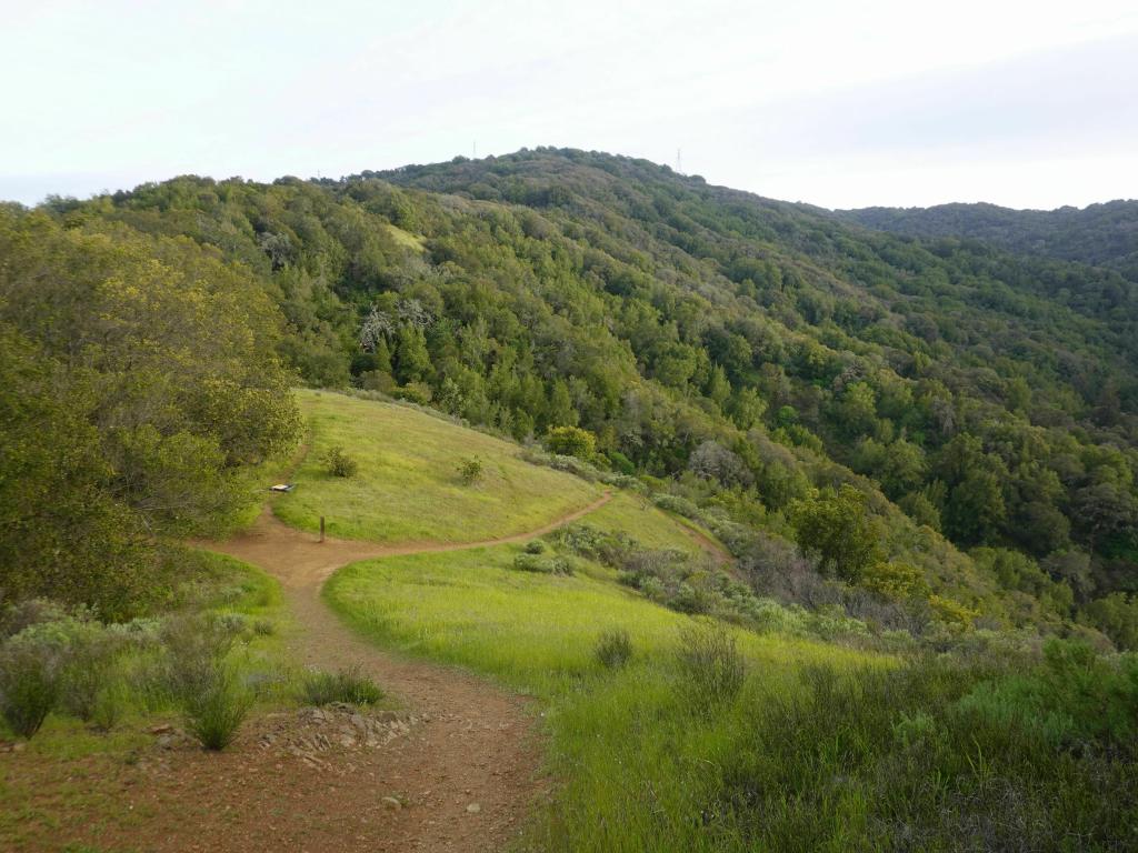 151 - 20230404 Hidden Villa Wildflowers SONY