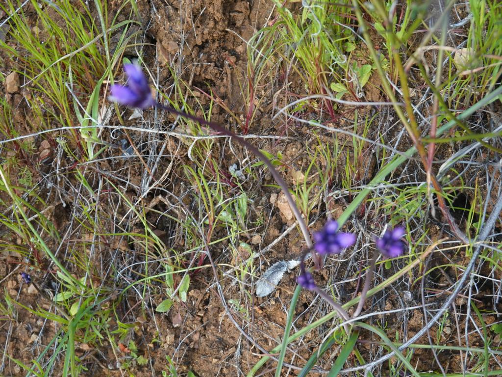 156 - 20230404 Hidden Villa Wildflowers SONY