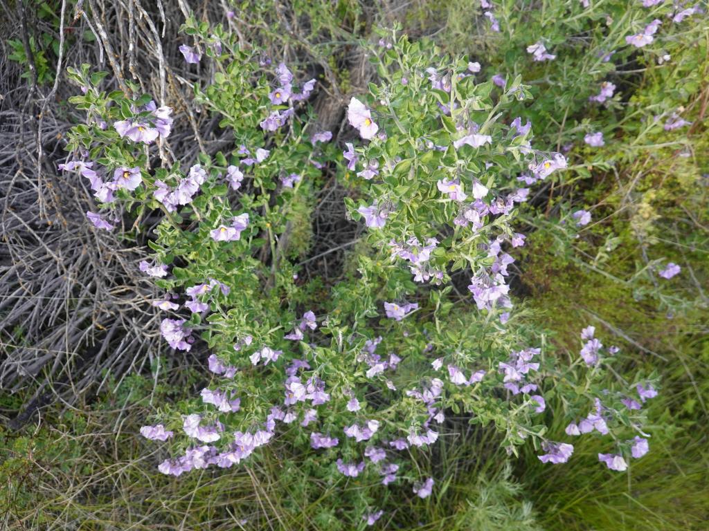 157 - 20230404 Hidden Villa Wildflowers SONY