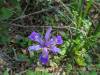 105 - 20230427 Wunderlich Wildflower Hike