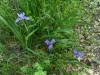 153 - 20230427 Wunderlich Wildflower Hike