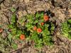 167 - 20230427 Wunderlich Wildflower Hike