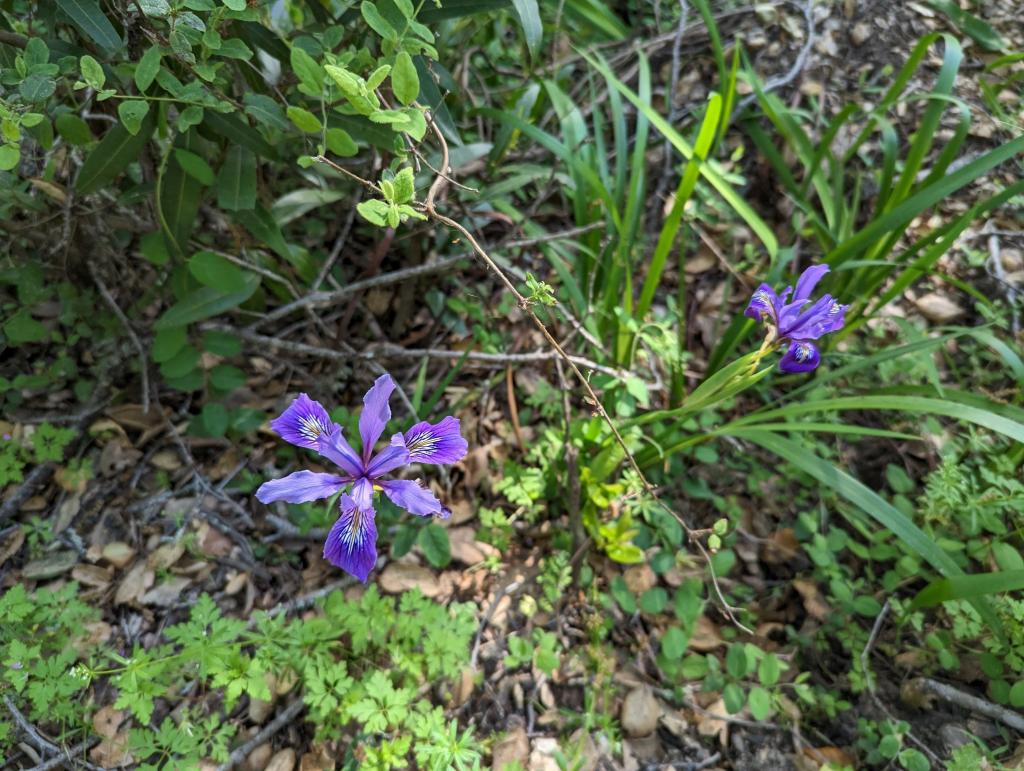 104 - 20230427 Wunderlich Wildflower Hike