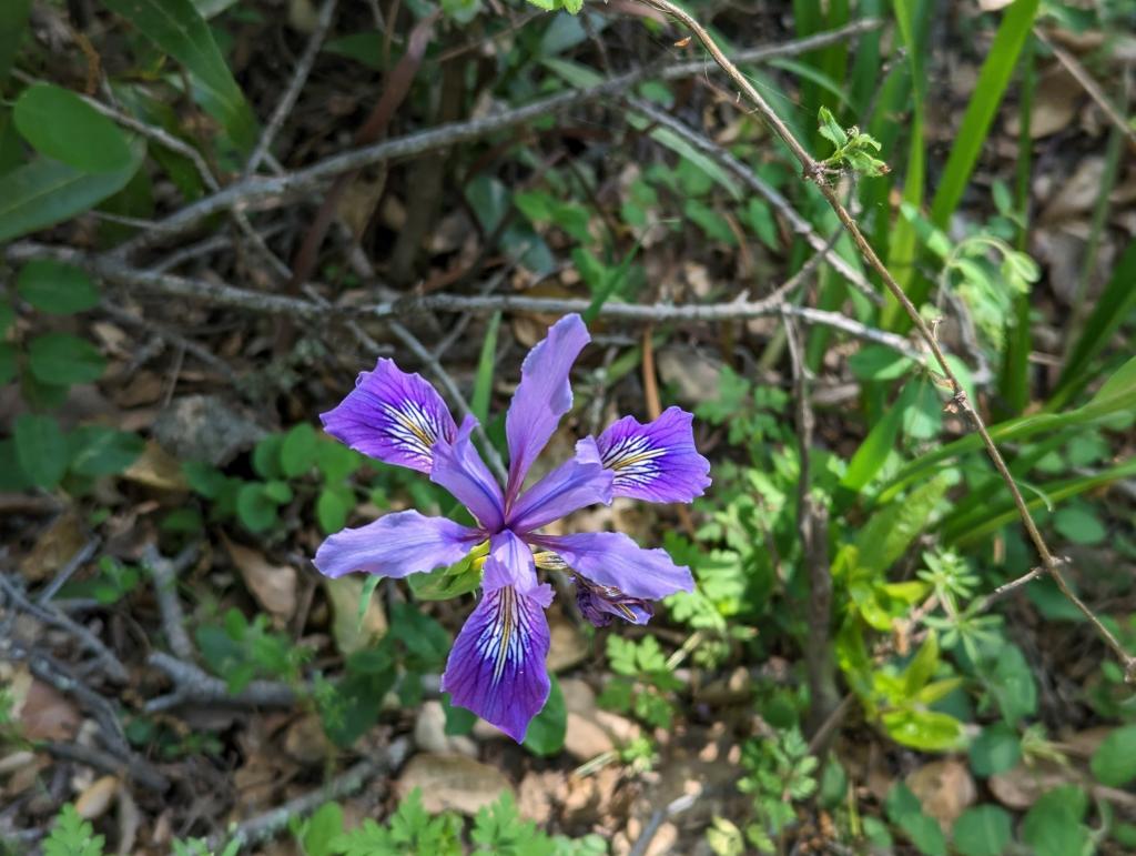 105 - 20230427 Wunderlich Wildflower Hike