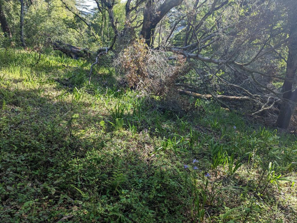 107 - 20230427 Wunderlich Wildflower Hike