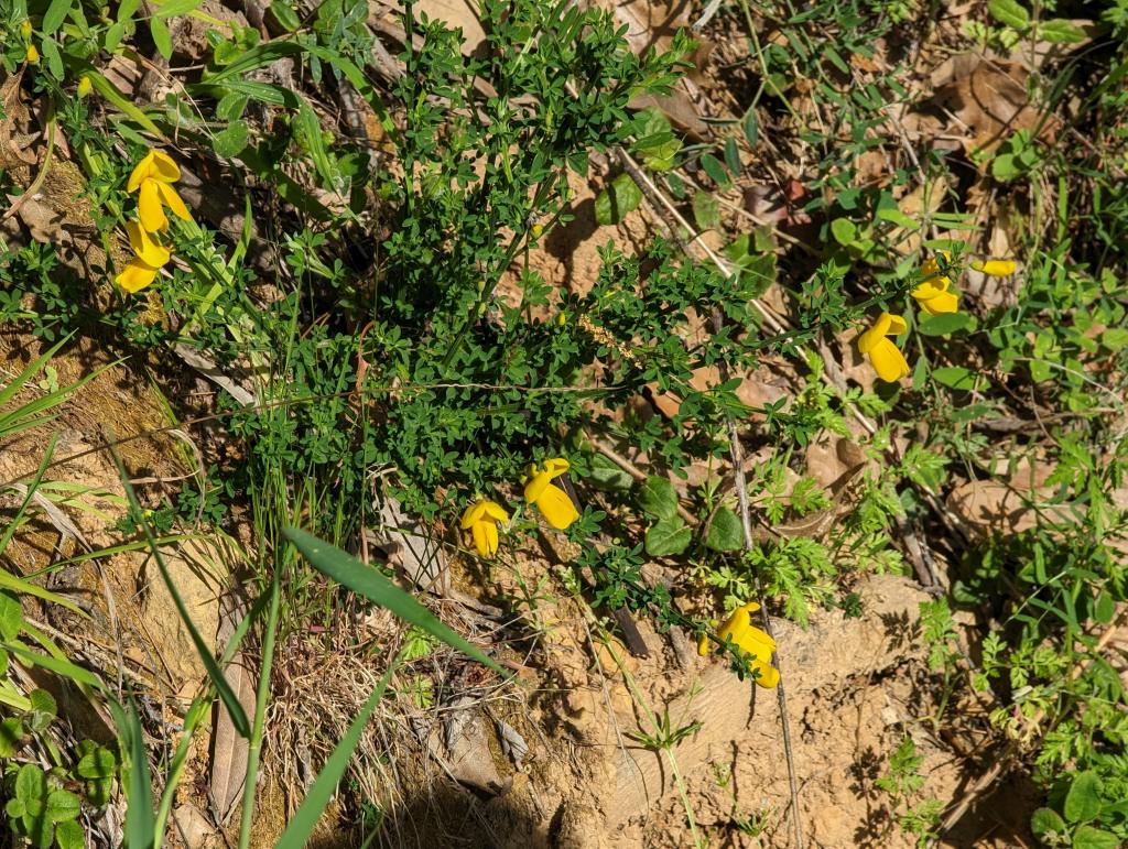 126 - 20230427 Wunderlich Wildflower Hike