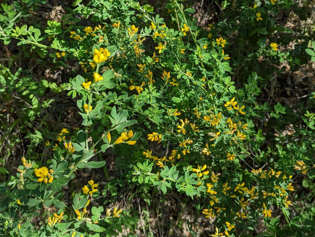 130 - 20230427 Wunderlich Wildflower Hike