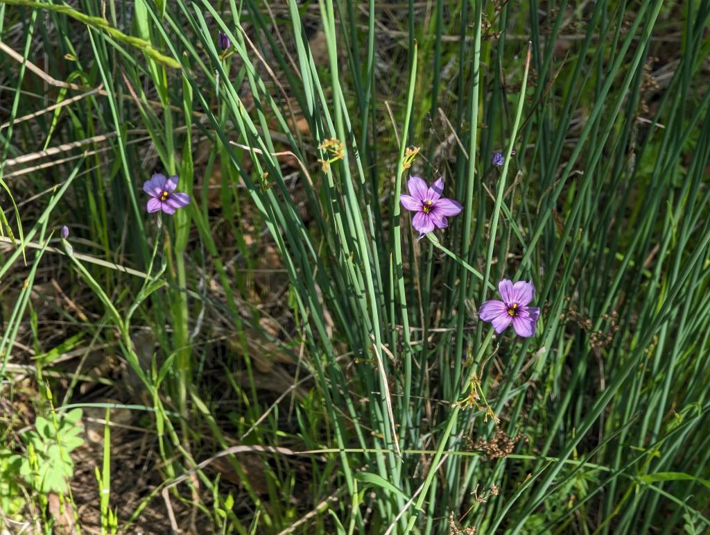 131 - 20230427 Wunderlich Wildflower Hike