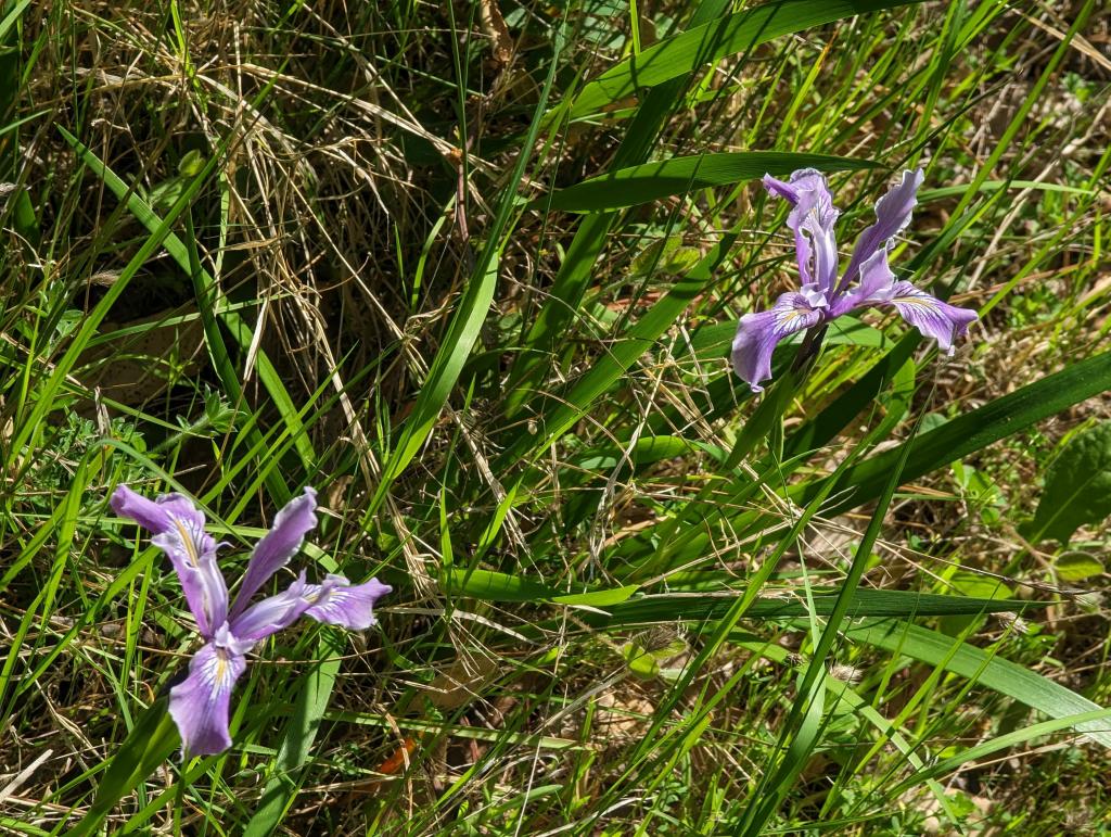 133 - 20230427 Wunderlich Wildflower Hike