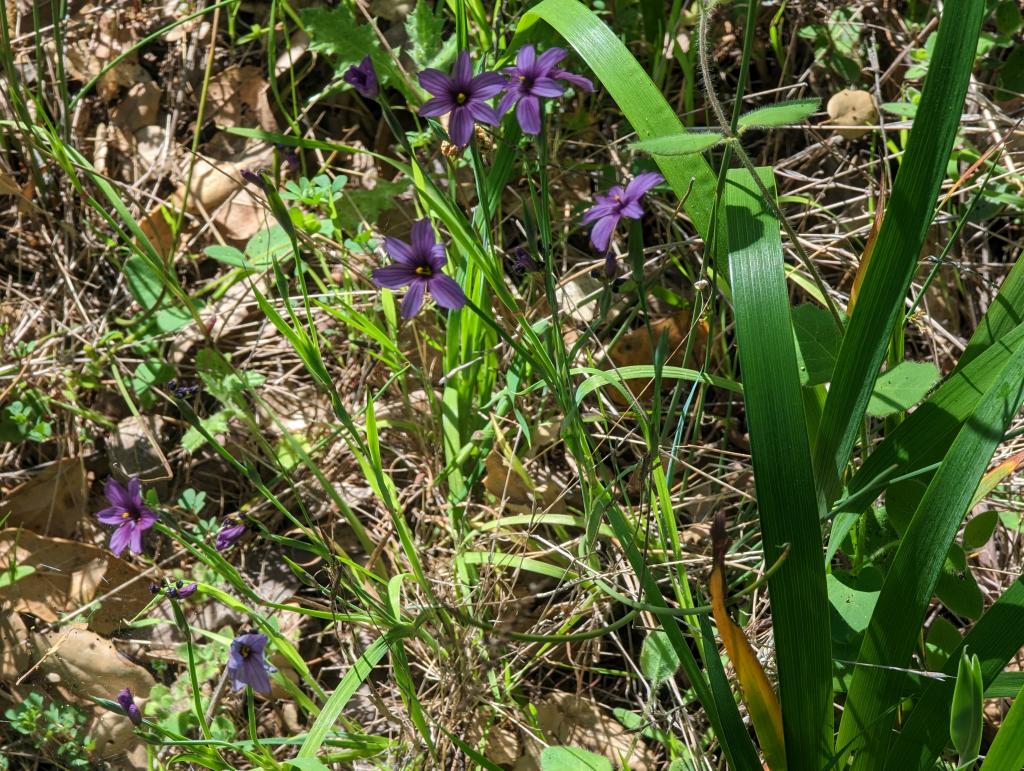 135 - 20230427 Wunderlich Wildflower Hike