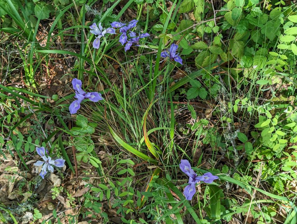 137 - 20230427 Wunderlich Wildflower Hike