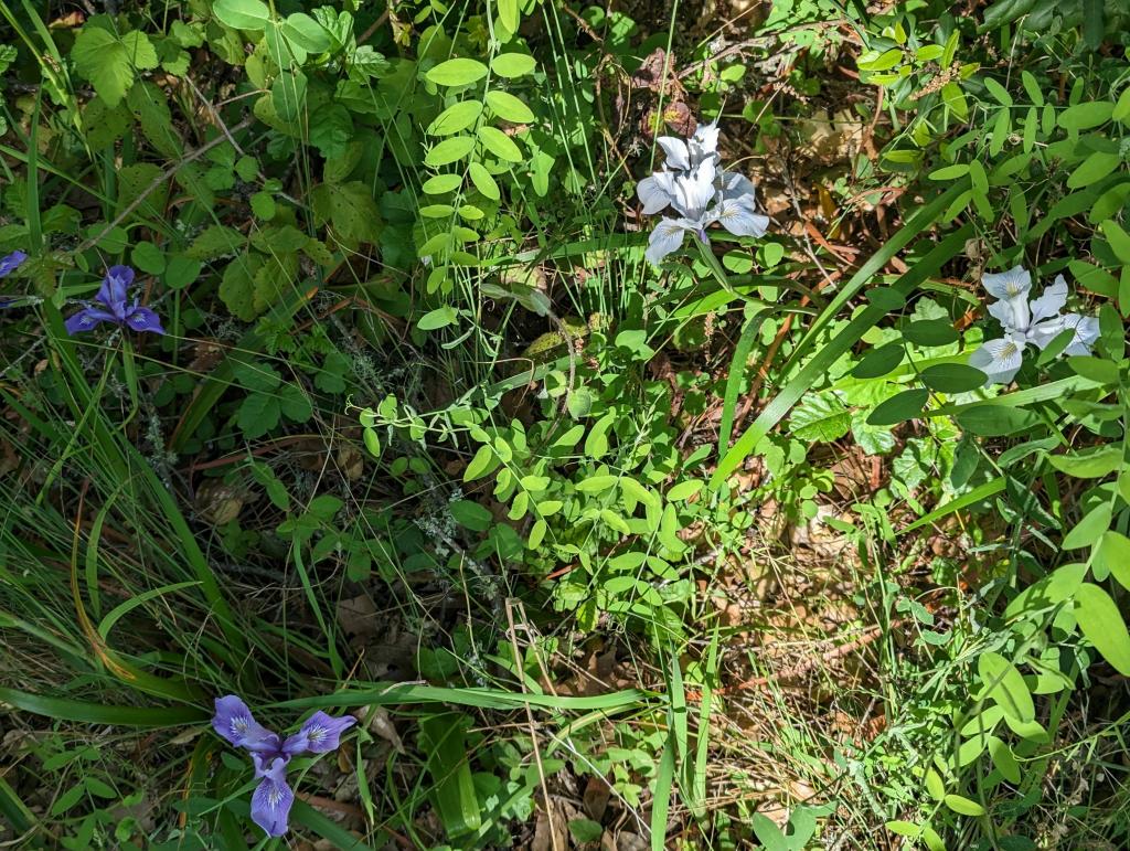 138 - 20230427 Wunderlich Wildflower Hike