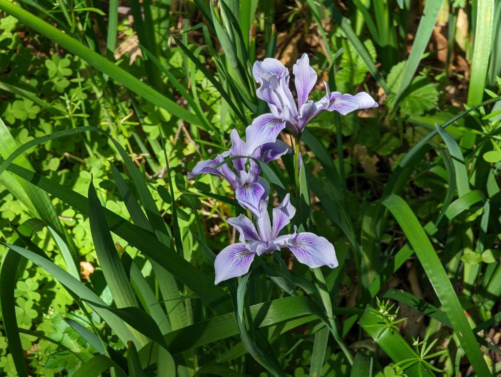 139 - 20230427 Wunderlich Wildflower Hike