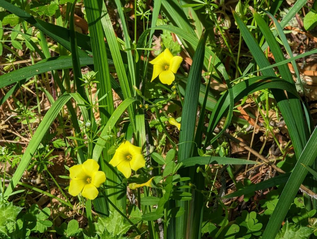 140 - 20230427 Wunderlich Wildflower Hike