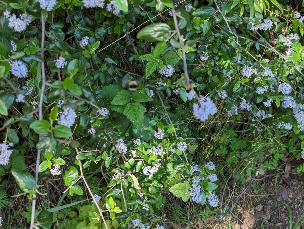 143 - 20230427 Wunderlich Wildflower Hike