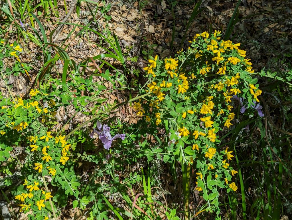 150 - 20230427 Wunderlich Wildflower Hike